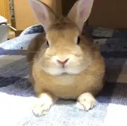 みんと