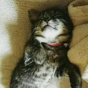 cyuriの画像
