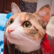 侑の画像
