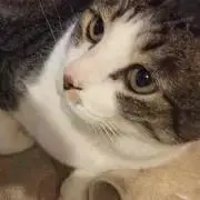 ジェイズ