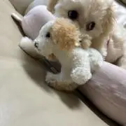 あっぷるの画像