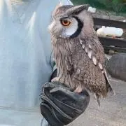 Maiの画像