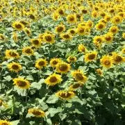 クリームの画像