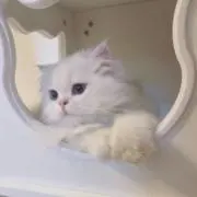 hanaの画像