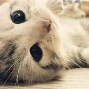 みろひ