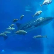 きよの画像