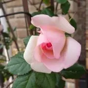 ❤️  RURUの画像