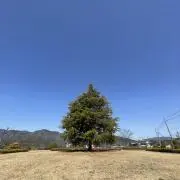 きりんの画像