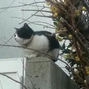 となこ
