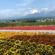 はちの画像