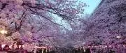 めぐの画像