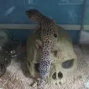 saya