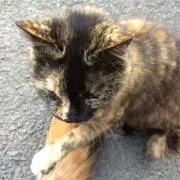 yuko-ob