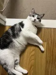 Sの画像