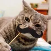 NEKO人間