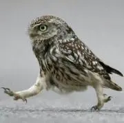 ボブ