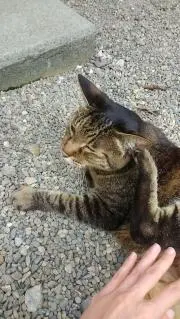 ずん子の画像