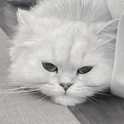 猫助