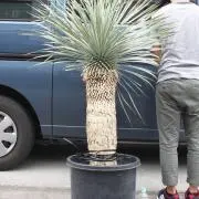 ★★★の画像