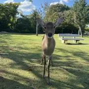 yoginiの画像