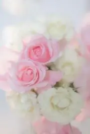 miyuryrose