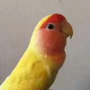 ピーちゃん