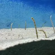 上様の画像