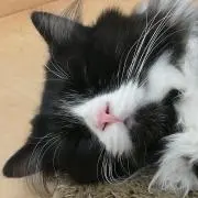 猫田また