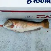 フェイ