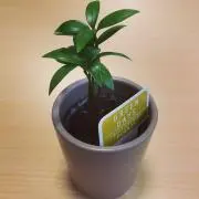 ナギ