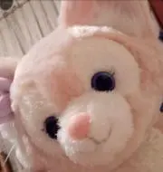 あんずの画像