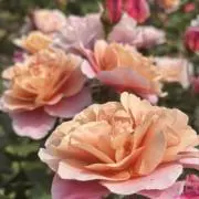 桜小町の画像