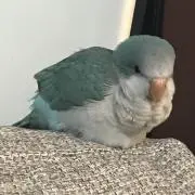ぎん