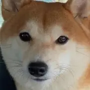 みゅーの画像