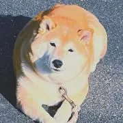 ઽ˚✩∗⋆の画像