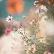 みやこの画像