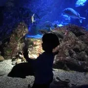 うるたぬの画像