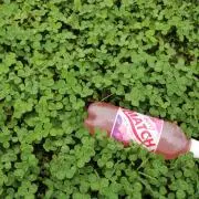 はる
