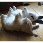 こつにゃんの画像