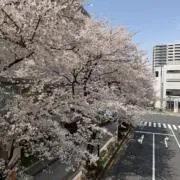 カオスマンション まとめ売り 四宮伊織 藍月すりっぷ 白夜零兎 しぐれ