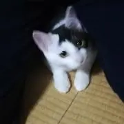 puriの画像