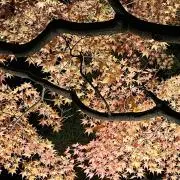 Gemiの画像