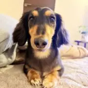 BLACKたんの画像