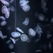 x.b | zjksの画像
