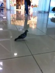 とかの画像