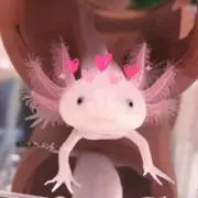 ぽてまるの画像