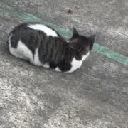ねこの画像