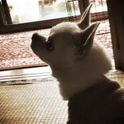 ひまわり