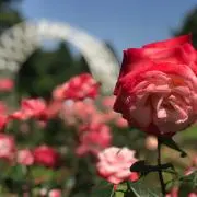 はなこの画像