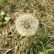 たんぽぽの画像